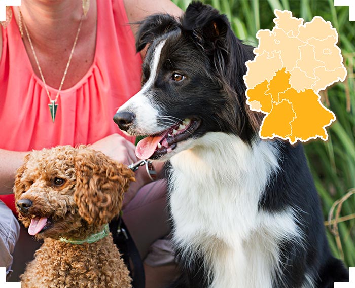 Schimmelspürhund Kilian